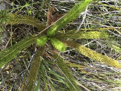 Dacrydium guillauminii