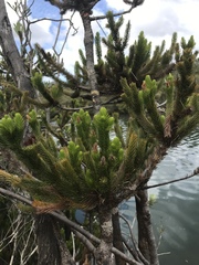 Dacrydium guillauminii
