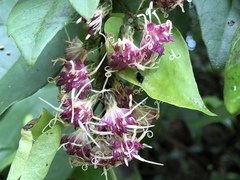 Decaneuropsis gratiosa