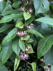 Decaneuropsis gratiosa