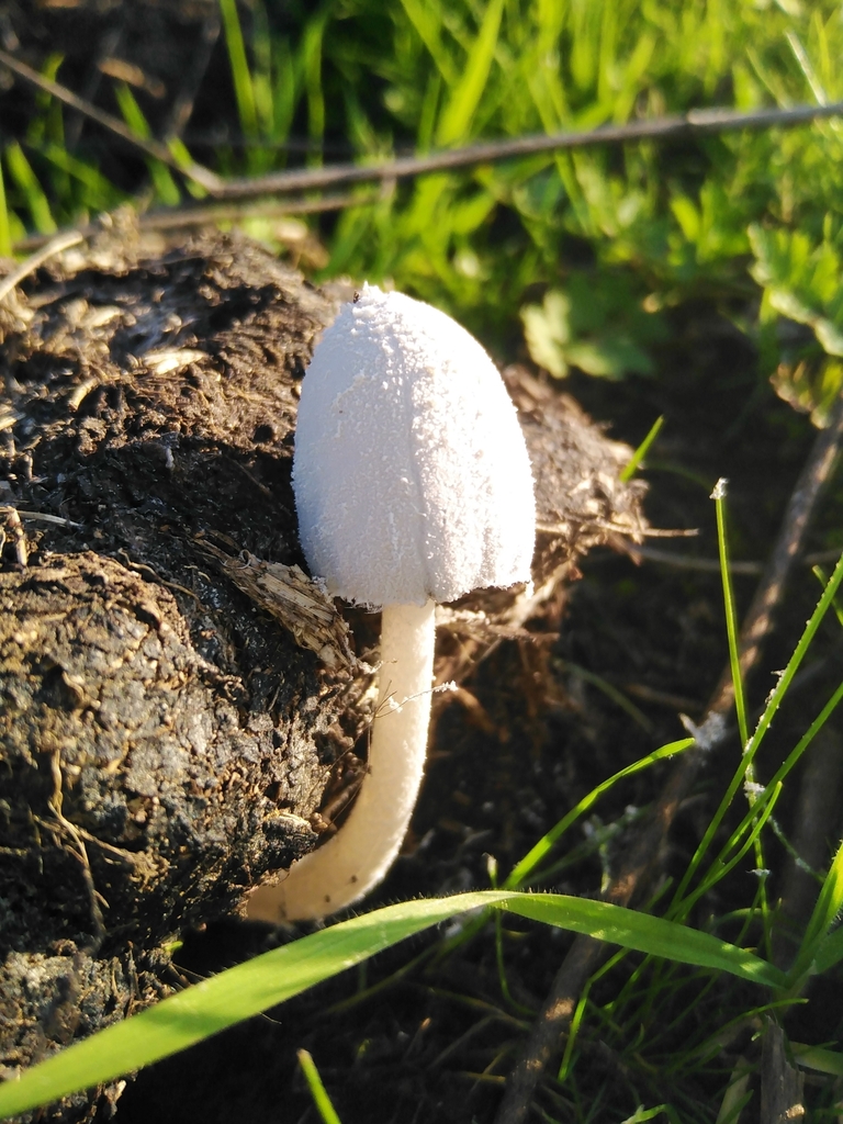 Coprinopsis nivea · July 2023 · photo: © nicolas_joak (iNaturalist, cc0)
