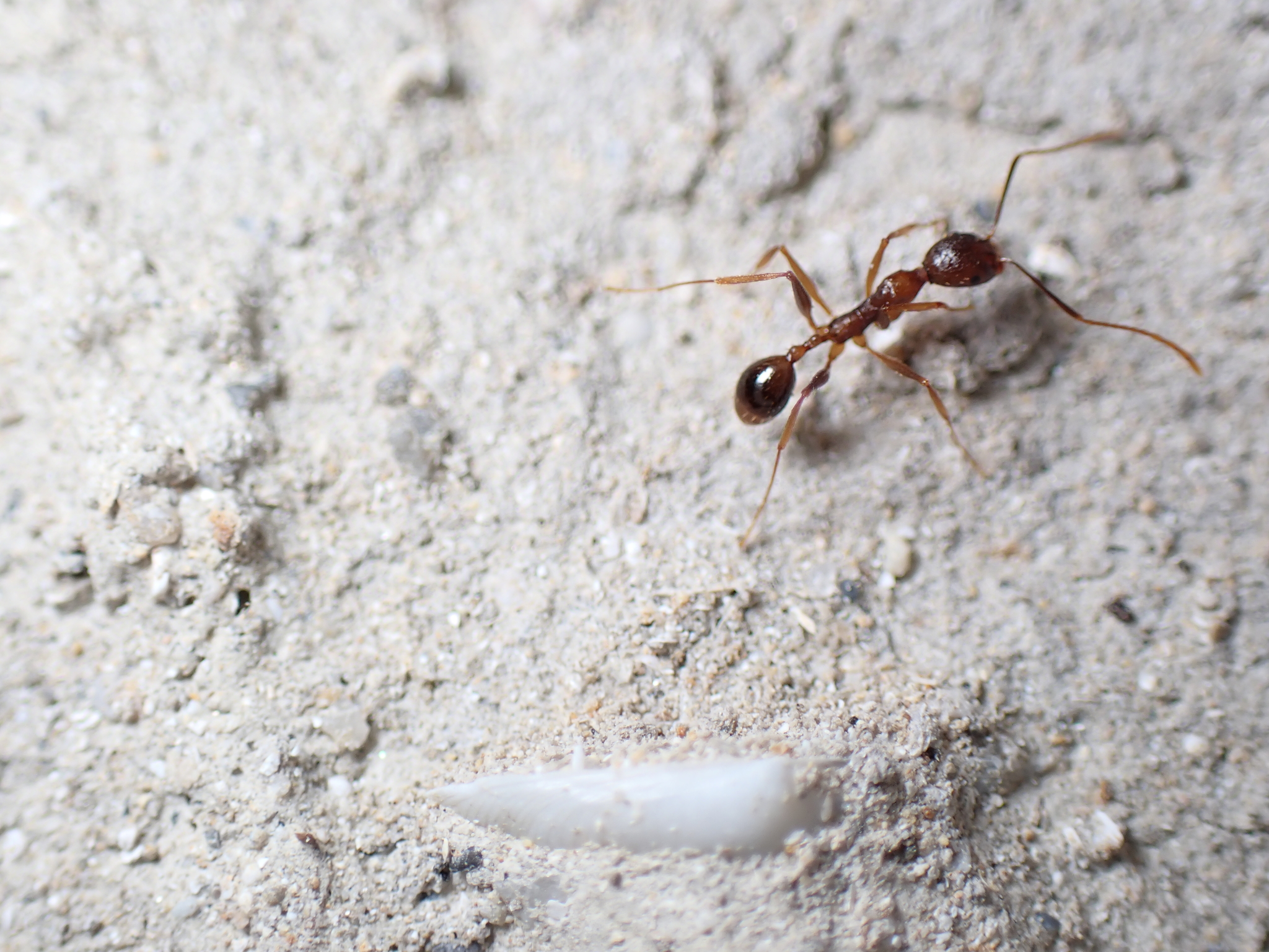 Aphaenogaster ovaticeps