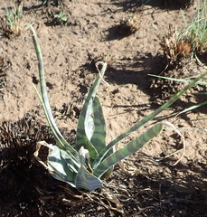 Ledebouria marginata