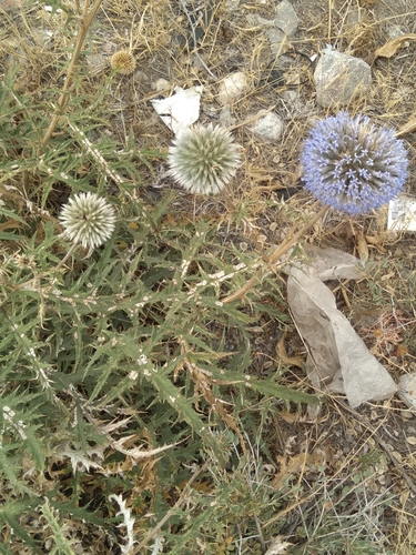 Oriental Globe Thistle (Echinops orientalis)
