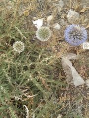 Echinops orientalis