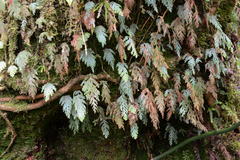 Hymenophyllum pallidum