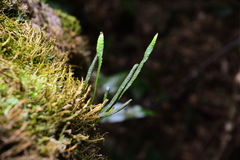 Oreogrammitis subnervosa