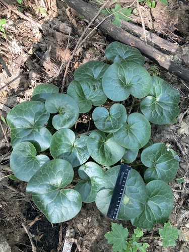 Asarum europaeum