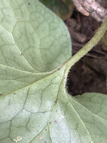 Asarum europaeum