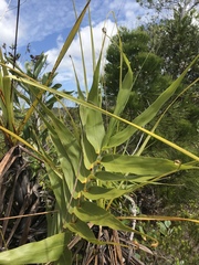 Flagellaria neocaledonica