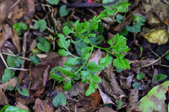 Sceptridium ternatum