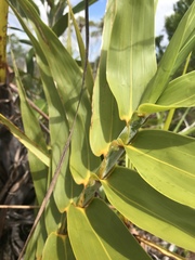 Flagellaria neocaledonica