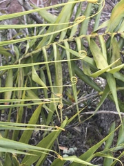 Flagellaria neocaledonica