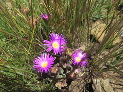 Delosperma carolinense