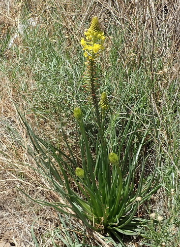 Bulbine abyssinica