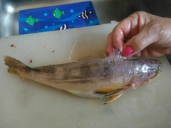 Smalleye Croaker photo 2