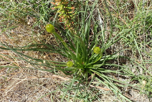 Bulbine abyssinica
