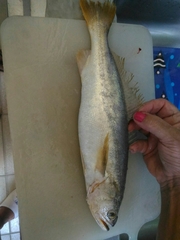 Cynoscion acoupa