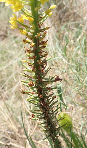 Bulbine abyssinica