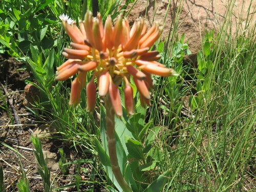 Image of Aloe ecklonis by (c) Lutendo Mudzielwana, some rights reserved (CC BY-SA)