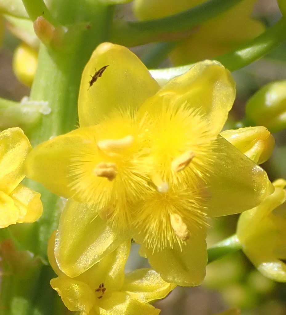 Bulbine abyssinica, Roderick Hill, Mangaung, Free State, South Africa