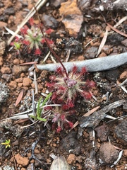 Drosera neocaledonica