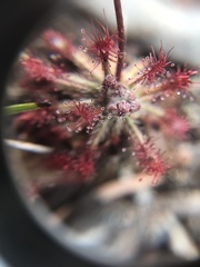 Drosera neocaledonica