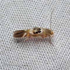 Hieromantis arcuata