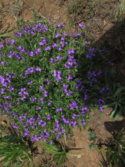 Polygala rehmannii