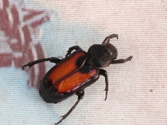 Clinterocera davidis