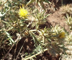 Berkheya pinnatifida stobaeoides