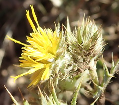 Berkheya pinnatifida stobaeoides