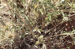 Berkheya pinnatifida stobaeoides