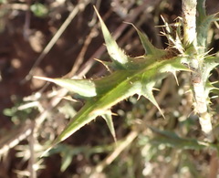 Berkheya pinnatifida stobaeoides