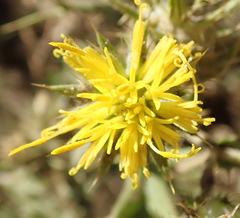 Berkheya pinnatifida stobaeoides