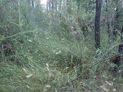 Austrostipa muelleri