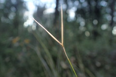 Austrostipa muelleri