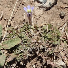Lobelia thermalis