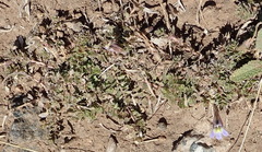 Lobelia thermalis