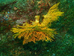 Melithaea