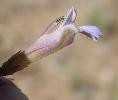 Lobelia thermalis