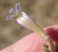 Lobelia thermalis