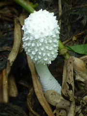 Leucocoprinus cretaceus image