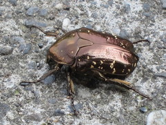 Protaetia orientalis sakaii