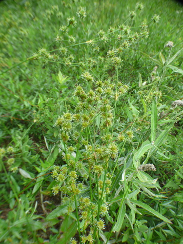 Image of Juncus scirpoides by no rights reserved