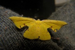 Corymica spatiosa