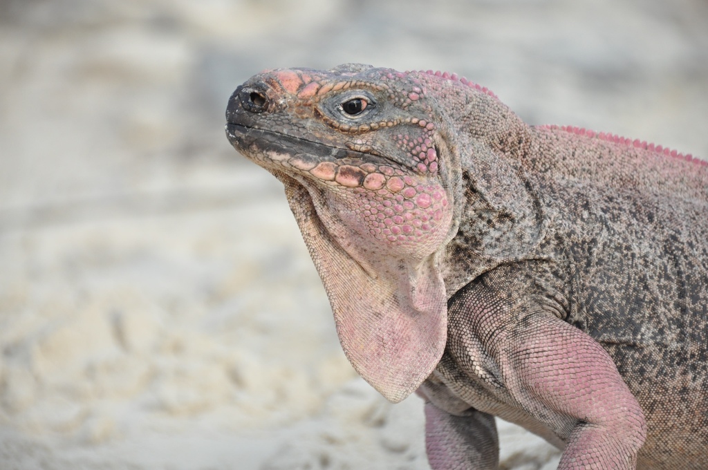 Northern Bahamian Rock Iguana