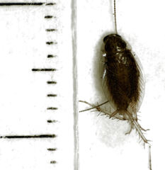 Celeriblattina minor