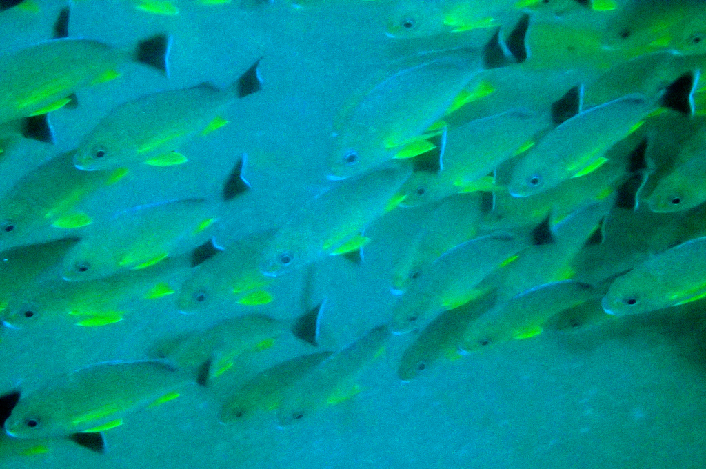 Lunartail Snapper