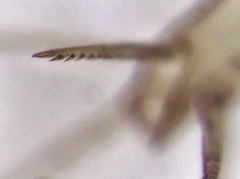 Celeriblattina minor